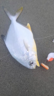 New Dawn - White/Orange