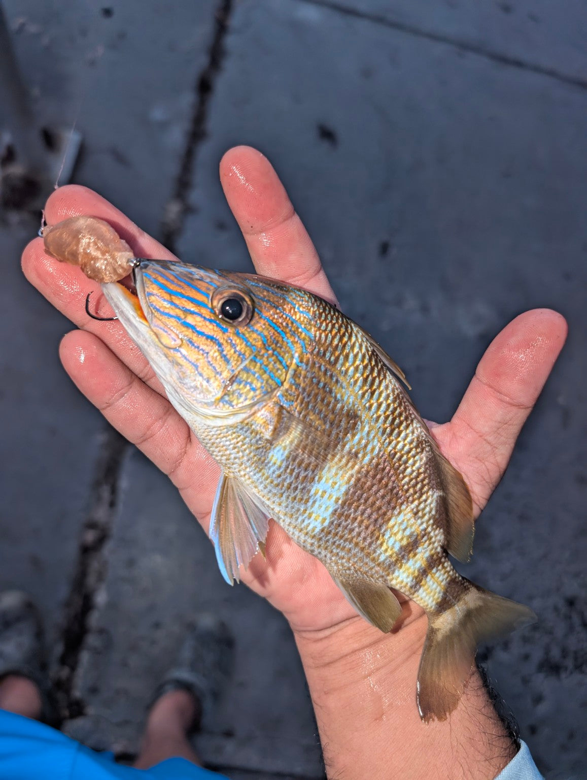 Fish caught during SandSpawn field testing
