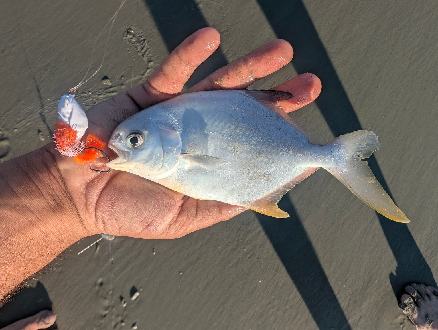 Pompano caught during SandSpawn field testing